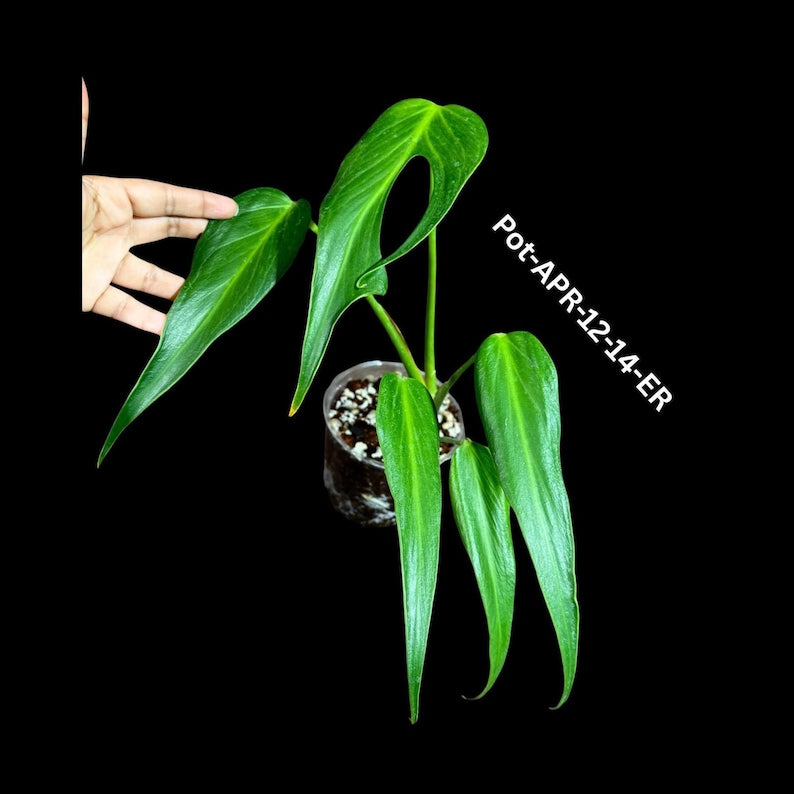 monstera dilacerata Monstera Burle Marx Flame Plant in Nursery Pot - Monstera Dilacerata - Rare Aroid with Flame-Shaped Leaves