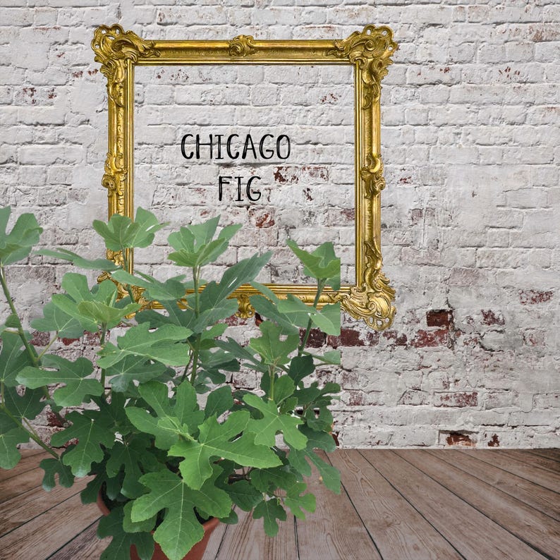 Chicago Fig Plant in 10" Container - Ficus carica - Sweet Purple/Brown Figs - Full Sun to Partial Shade