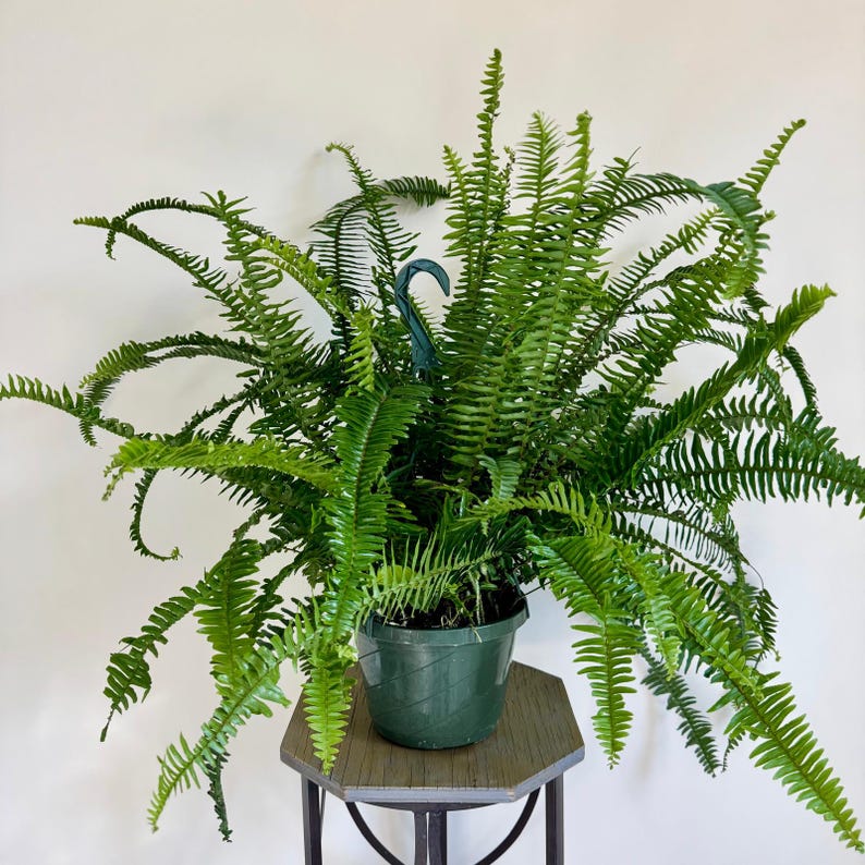 Live 8 Inch Hanging Basket Kimberly Queen Fern, Australian Swordfern, Nephrolepis exaltata, Elegant Bushy Houseplant