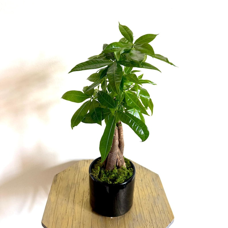 Live Money Tree Plant in 4 Inch Ceramic Pot - Pachira Aquatica, Good Luck Tree, Indoor Bonsai, Feng Shui Plant for Home Decor