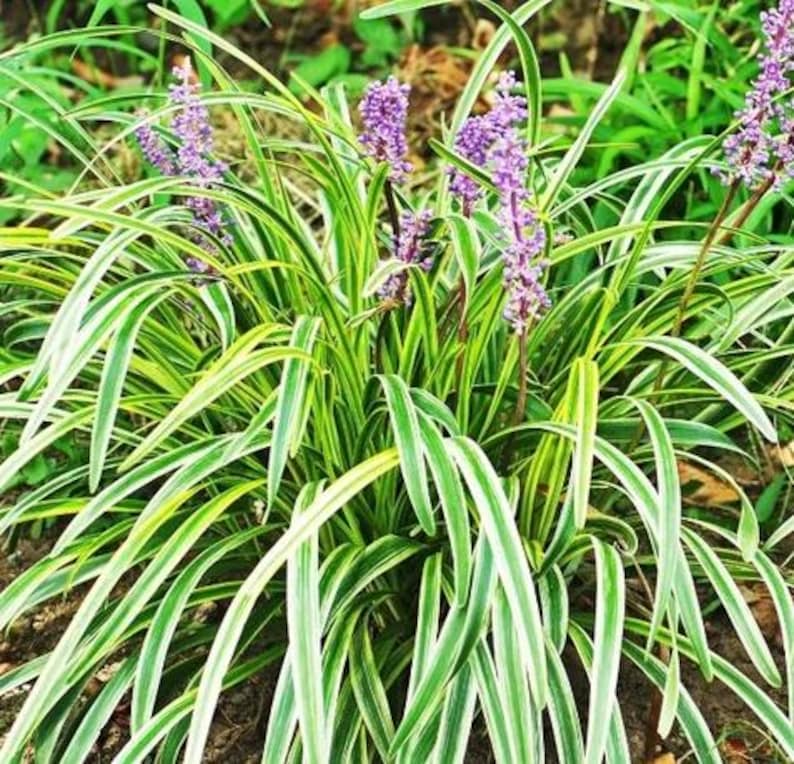 Variegated Liriope Plant - Liriope muscari 'Variegata' - Ornamental Grass for Borders & Groundcover - Easy-Growing Monkey Grass