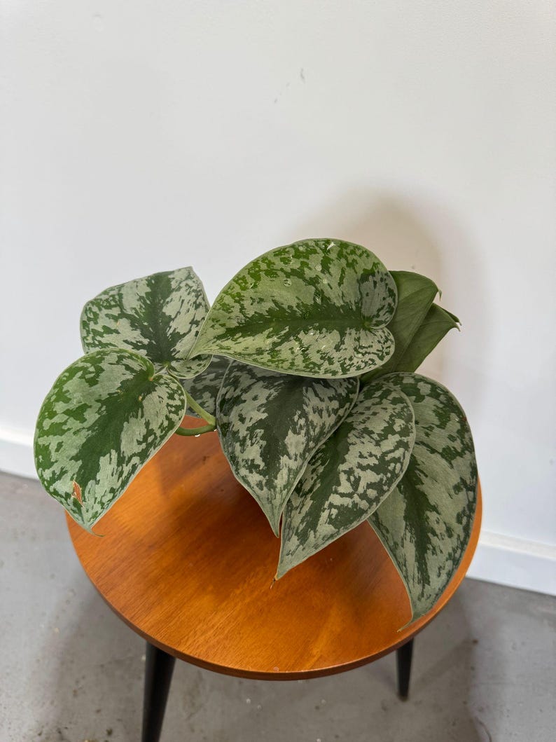 pothos exotica leaves Scindapsus Silver Exotica Plant in 4" Pot