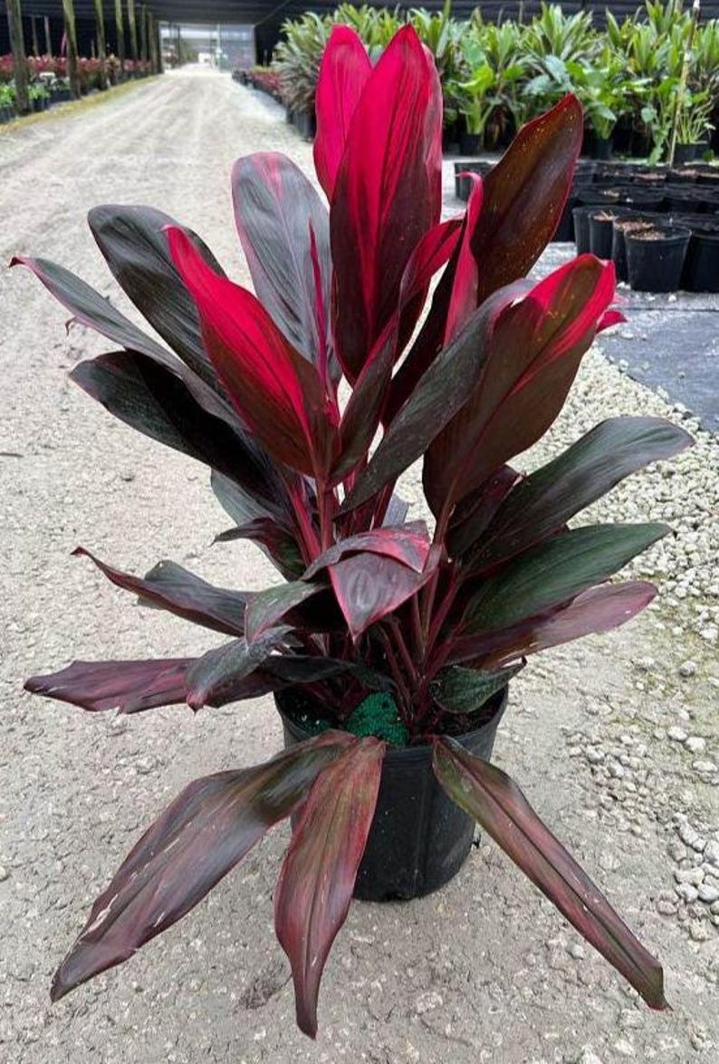 Ti Plant - 3 Gallon - Cordyline fruticosa Florida - Dracaena terminalis - Outdoor Grown - Minor Blemishes Possible