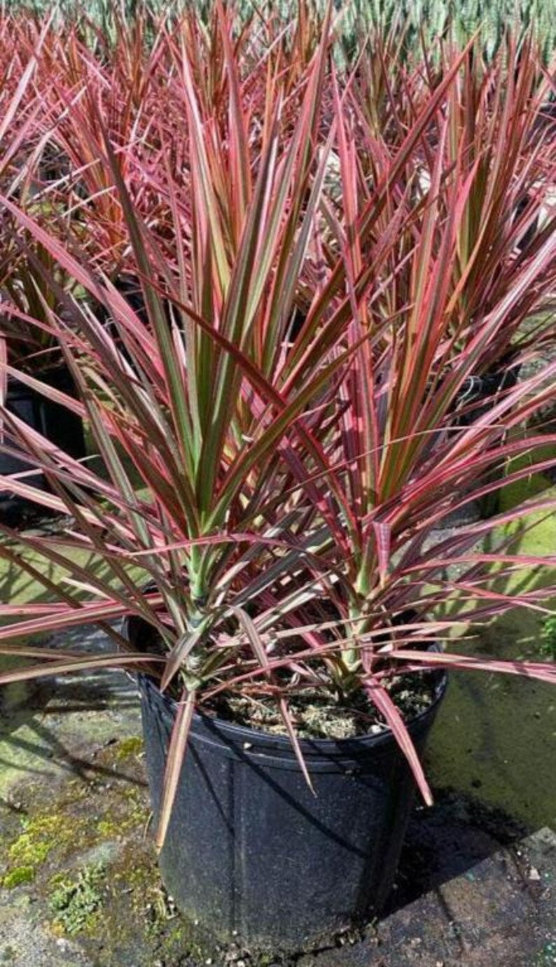 dracaena marginata colourama Dracaena Marginata Colorama - 3 Gallon Indoor Plant