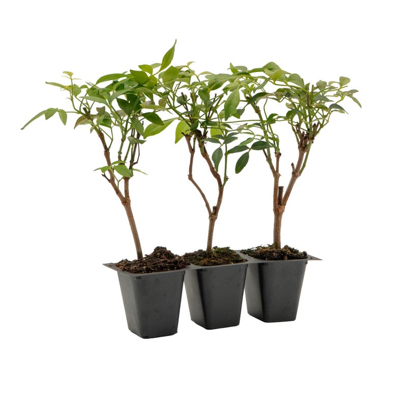 Live White Bower Vine Plants - 2.5" Nursery Cubes - Pandorea Jasminoides 'Alba' - Evergreen Blooms for Climbing & Gardening