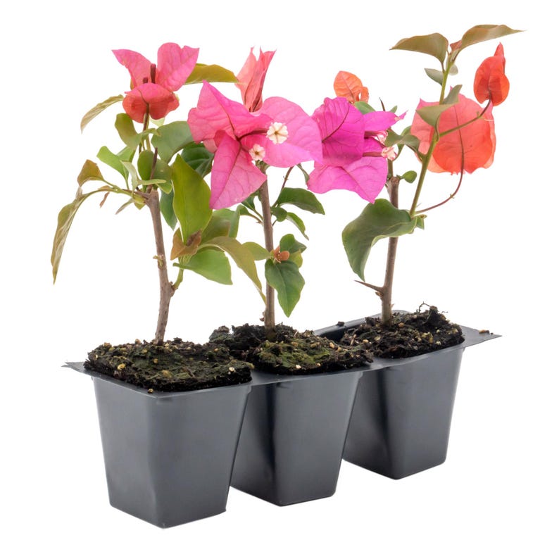 Temple Fire Bougainvillea Live Plant - Compact 2.5" Red Blooms - Drought-Tolerant & Low-Maintenance (Bougainvillea)