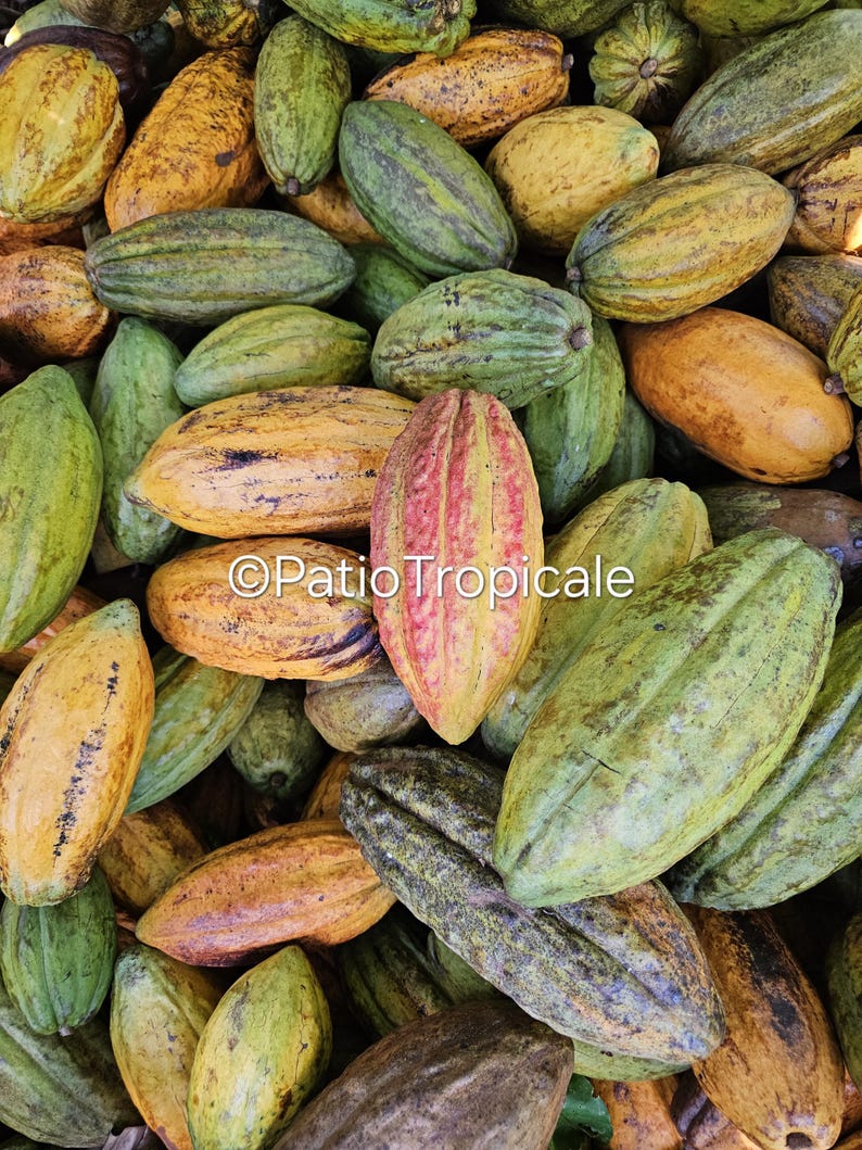 Fresh Cacao Pods - 1.5-2.5lb Trinitario & Forastero Varieties - Theobroma Cacao - Exotic Chocolate Fruit for Eating or Planting