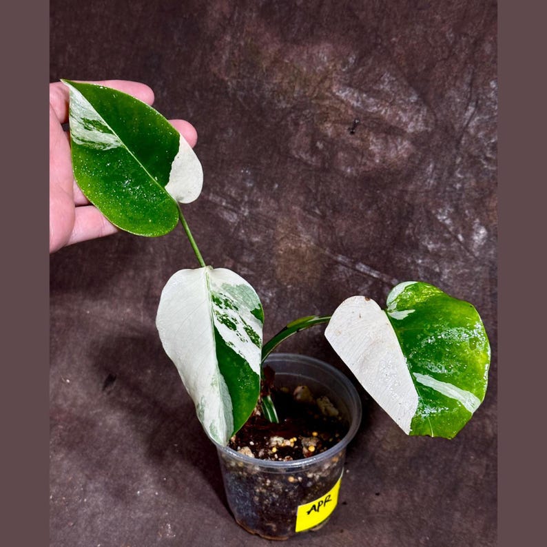 white monstera seeds Monstera Borsigiana Albo Variegated A