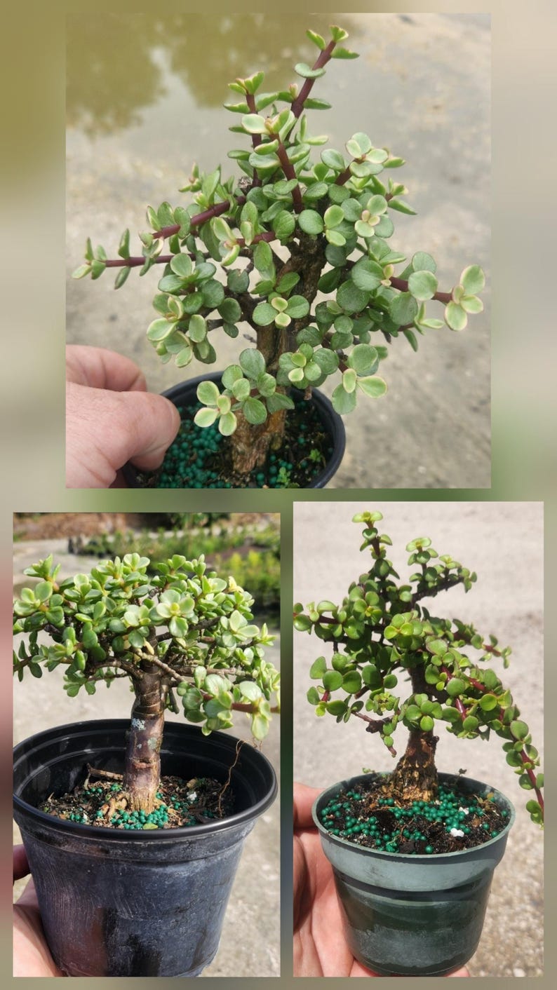 3 Pack Portulacaria afra Bonsai Starts - Minima, Variegated, Standard - Live Plants in 4" Pots - Succulent Variety