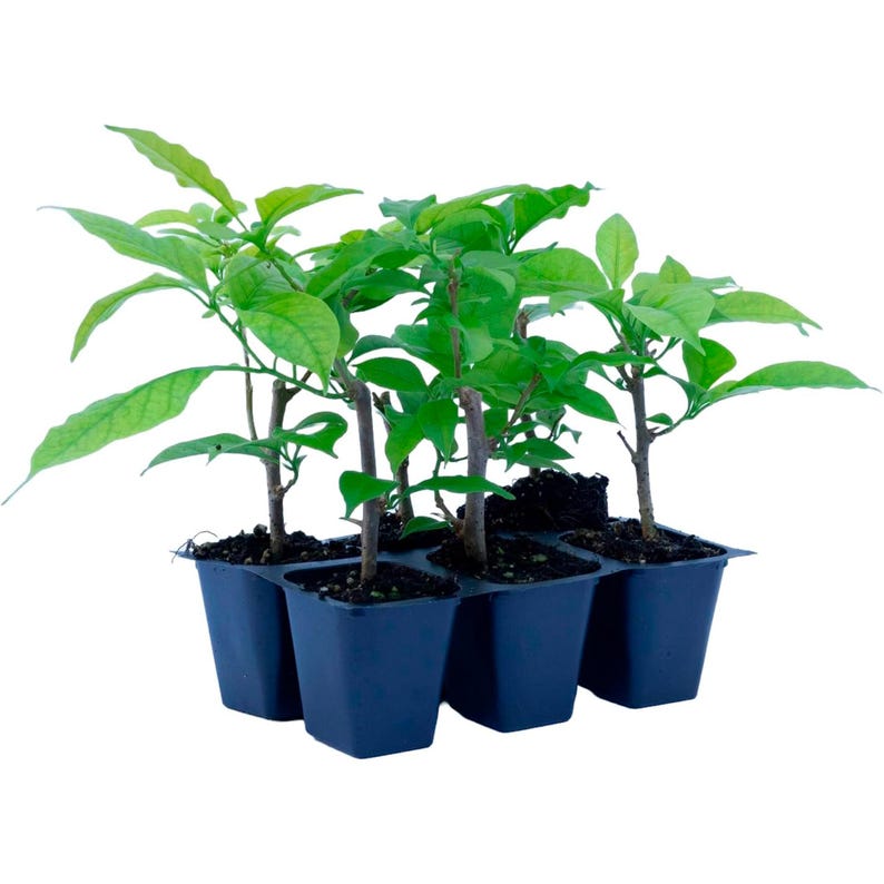 Bougainvillea Plants, 2.5” Nursery Cubes, Purple Bracts, Bougainvillea 'Elizabeth Angus' – Versatile Vine or Shrub