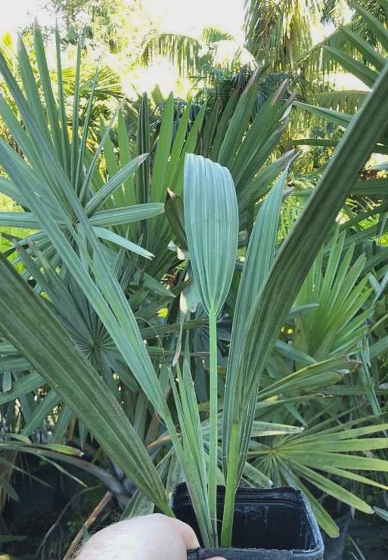 Live Silver Bismarck Palm Plant - Bismarckia nobilis - Outdoor Grown - Minor Blemishes - Ideal for Tropical Gardens