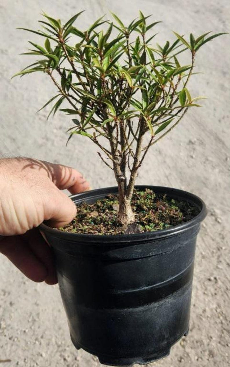Ficus Nerifolia Bonsai Start - Willow Leaf Live Plant - Pre Bonsai - Hardy Indoor/Outdoor Plant