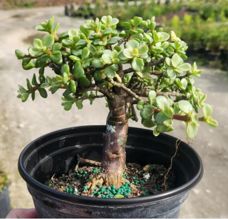 Mini Jade Bonsai Start - Portulacaria afra - Live Plant for Pre-Bonsai - Outdoor Grown with Minor Blemishes