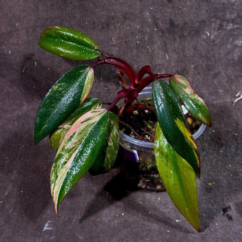 Variegated Philodendron Strawberry Shake Plant - Rare Pink & Cream Houseplant - Live Indoor Plant - Philodendron Erubescens