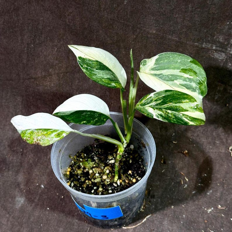 High Variegated Monstera Lechleriana Plant - Rare Climbing Indoor Plant - Live Houseplant - Monstera lechleriana