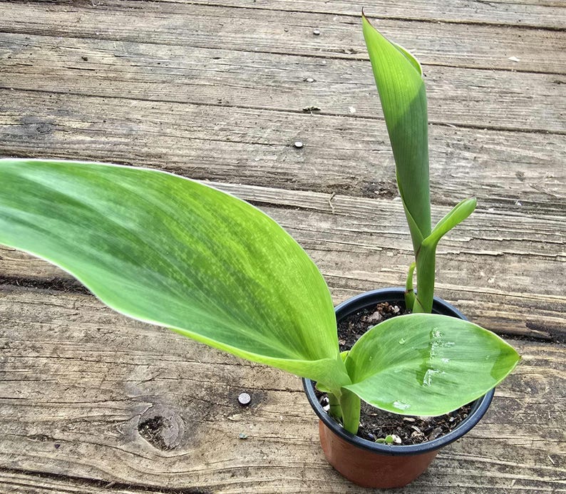 Canna Lily Live Plant - 5-10 in - Canna tuerckheimii - Yellow or Orange Flowers - Perennial Tropical Plant