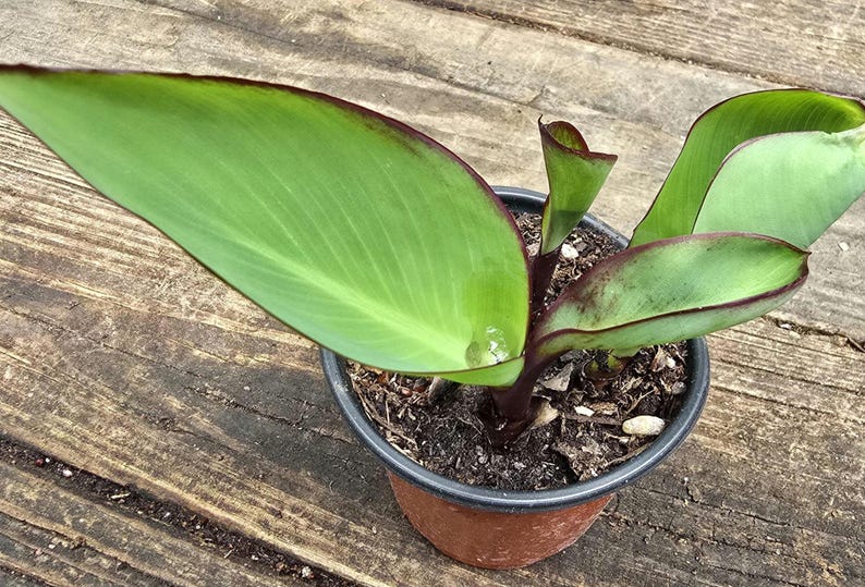 Red Canna Lily Live Plant - 5-10 in - Canna tuerckheimii - Green Leaves, Variegated Options Available