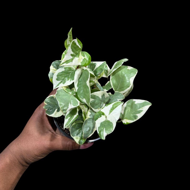 Rare N'Joy Pothos 4" Pot - White Variegated Indoor Vine - Epipremnum aureum 'N'Joy' - Low Light Houseplant