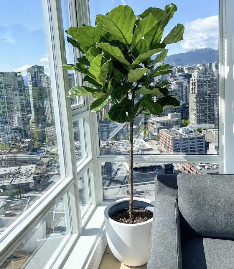 Fiddle Leaf Fig Tree - Single Stem Ficus Lyrata - Indoor Tropical Plant for Home Décor, Air Purifying Houseplant