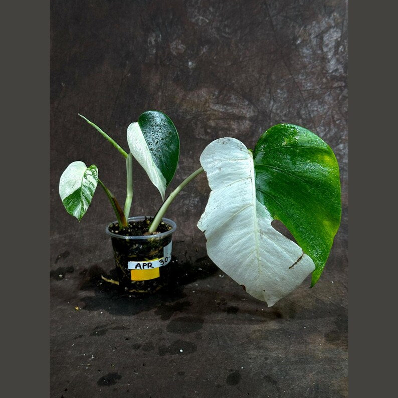 Monstera Borsigiana Albo Variegated