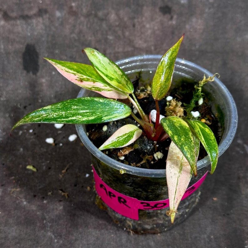 Variegated Philodendron Strawberry Shake Plant - Rare Collector Houseplant - Live Plant - Philodendron erubescens