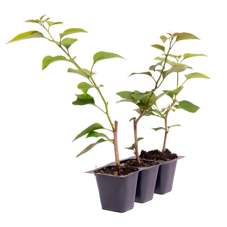 Bougainvillea Plant 2.5” Red-Magenta Barbara Karst Live Plant (Bougainvillea 'Barbara Karst') - Versatile Vine or Shrub
