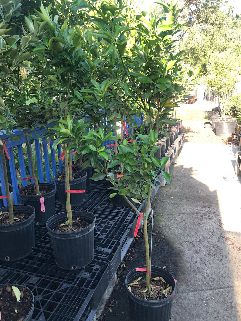 Grafted Ponkan Mandarin Tree 5 Gallon - Citrus reticulata - Fruiting Tree - No Shipping to California