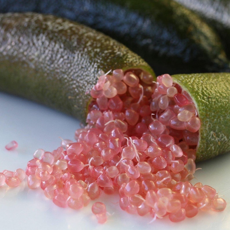 2 Gallon Pink Finger Lime Grafted Tree - Citrus australasica - Edible Fruit Plant for Home Garden