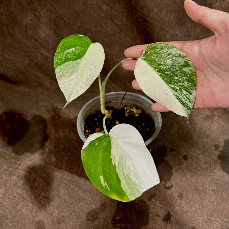 Variegated Monstera Albo Plant - Rare White Borsigiana