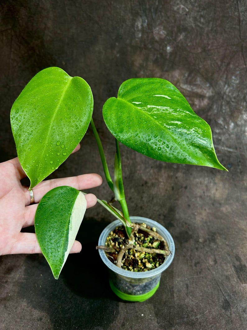 monstera bulb Variegated Monstera Albo Plant - Rare White Monstera Borsigiana - Indoor Houseplant - Live Baby Plant