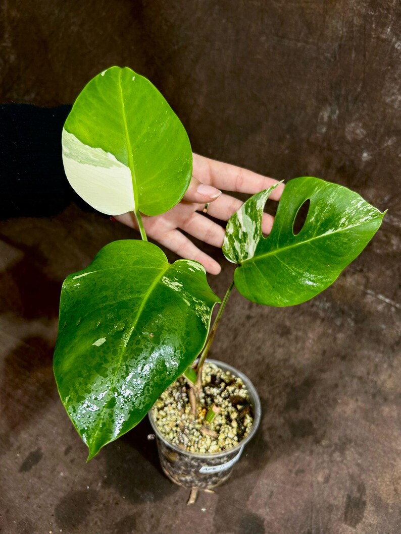 Variegated Monstera Albo Plant - Rare White Monstera Albo Borsigiana -  Indoor Houseplant