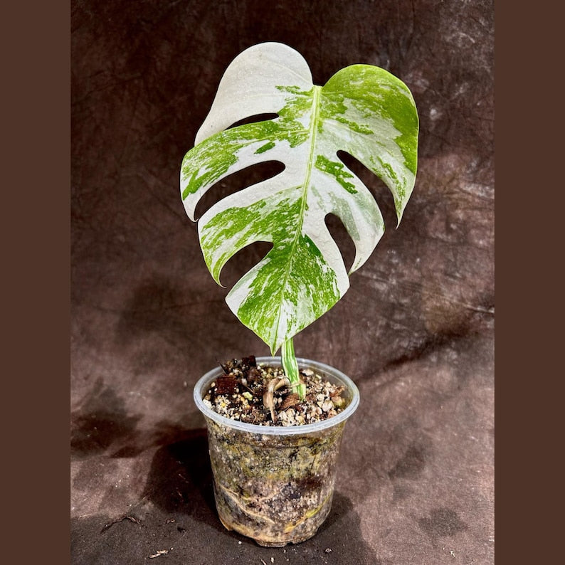 Variegated Monstera Albo Plant - Rare White Monstera Borsigiana - Unique Indoor Houseplant - Monstera Albo Single Leaf
