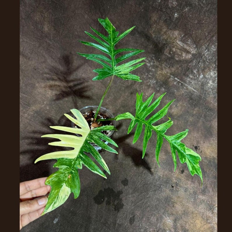 Philodendron Florida Beauty x Tortum Plant - Cream and White Variegation - Rare Collector Aroid Hybrid - Exact Pot Plant