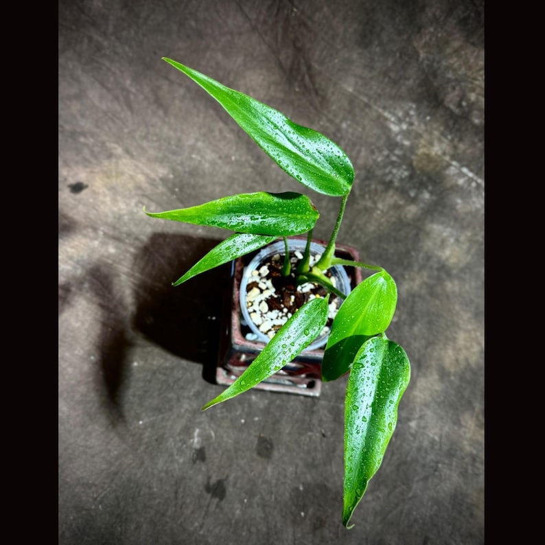 Monstera Burle Marx Flame Plant in Nursery Pot - Monstera Dilacerata - Rare Aroid with Unique Flame-Shaped Leaves - US Seller