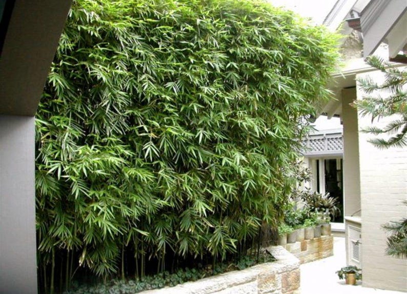 container bamboo plants Weaver's Bamboo Dwarf Plant - Bambusa textilis 'RG Dwarf'