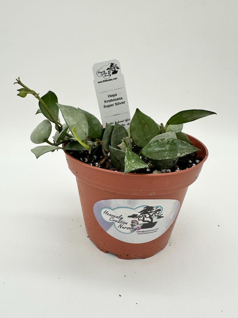 Hoya Krohniana Super Silver 4" Live Plant - Arctic Eskimo, Wax Plant, Fragrant Flowers, Low-Maintenance Tropical Plant