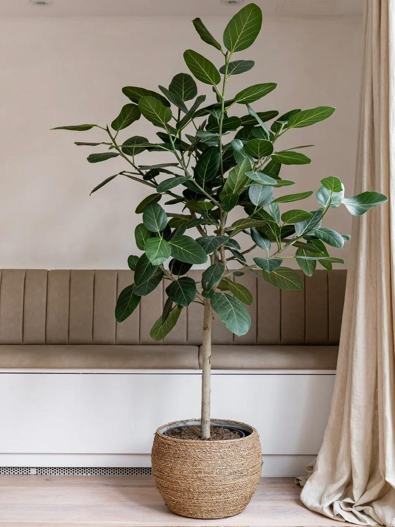 Ficus Audrey Tree - Indoor Plant, Single Stem, Fuzzy Leaves, Ficus benghalensis - Perfect for Living Room Decor