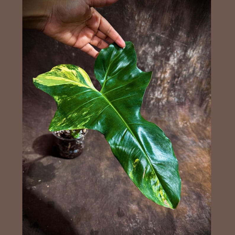 philodendron florida beauty green Philodendron Florida Beauty x Paraiso Verde Plant in Nursery Pot