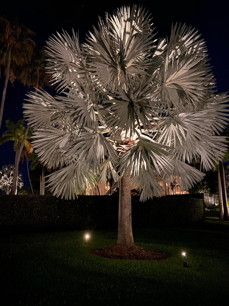 Silver Bismarck Palm Tree - Low Maintenance Tropical Plant, Bismarckia Nobilis, Attractive Silver Foliage, Ideal for Landscaping