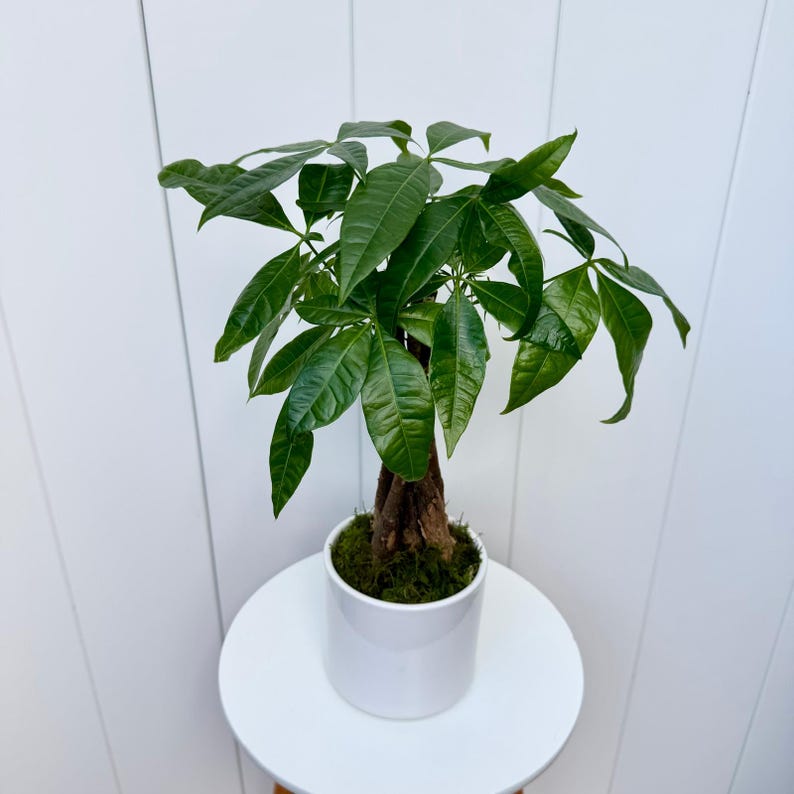 money tree air purification Live 4” Money Tree Plant in Ceramic Pot, Pachira Aquatica, Air Purifying Good Luck Tree for Boho Decor & Gifts