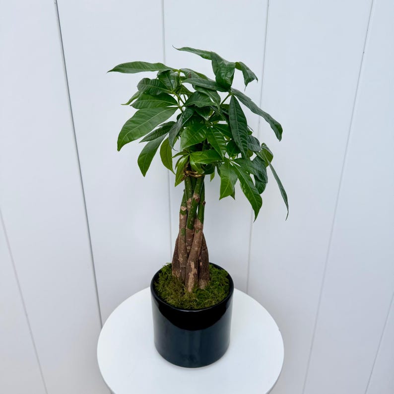 money plant indoor decoration Money Tree Plant in 4” Ceramic Pot