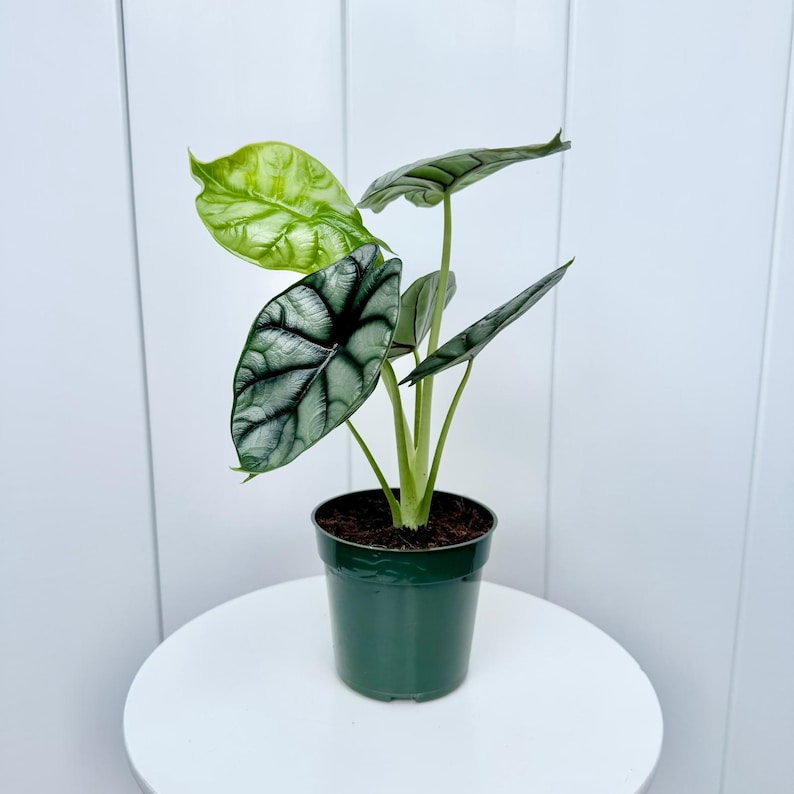 LIVE 4” Alocasia Baginda Silver Dragon, Rare Jewel Alocasia, Exotic Elephant Ear Houseplant, Indoor Plant Decor