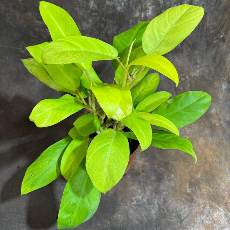 Lemon Lime Philodendron in 6" Self-Watering Pot - Philodendron Cordatum - Low Maintenance Air Purifying Indoor Plant