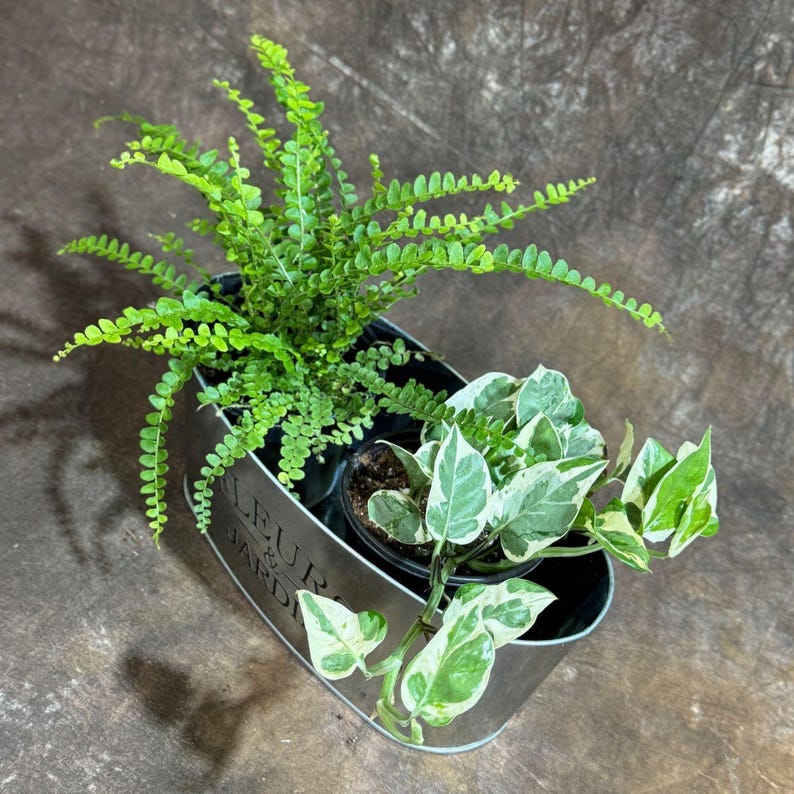 Set of 2 Live Indoor Plants - English Ivy & N’Joy Pothos in Metal Planter - Tropical Houseplant Gift - Live Greenery Decor