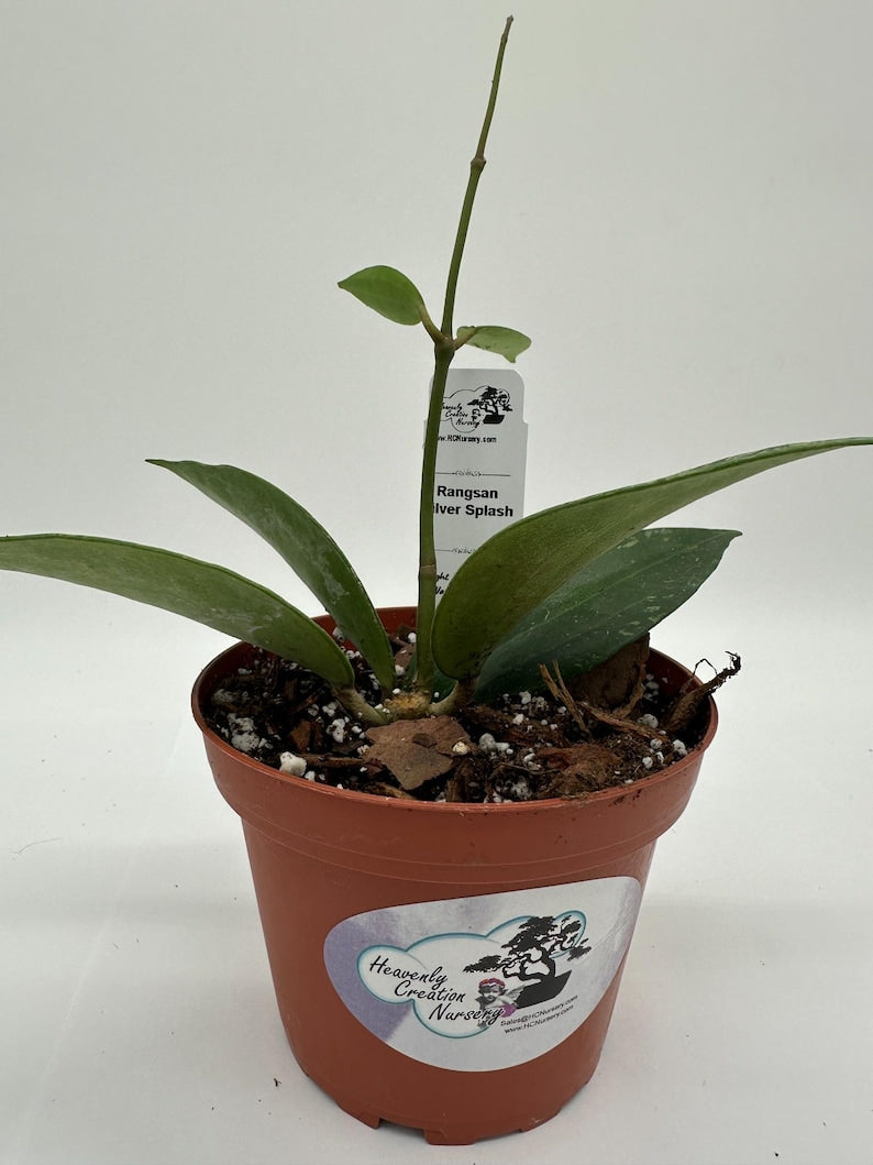 Hoya Plant 4" Rangsan Silver Splash - Live Wax Plant with Waxy Leaves - Hoya spp.