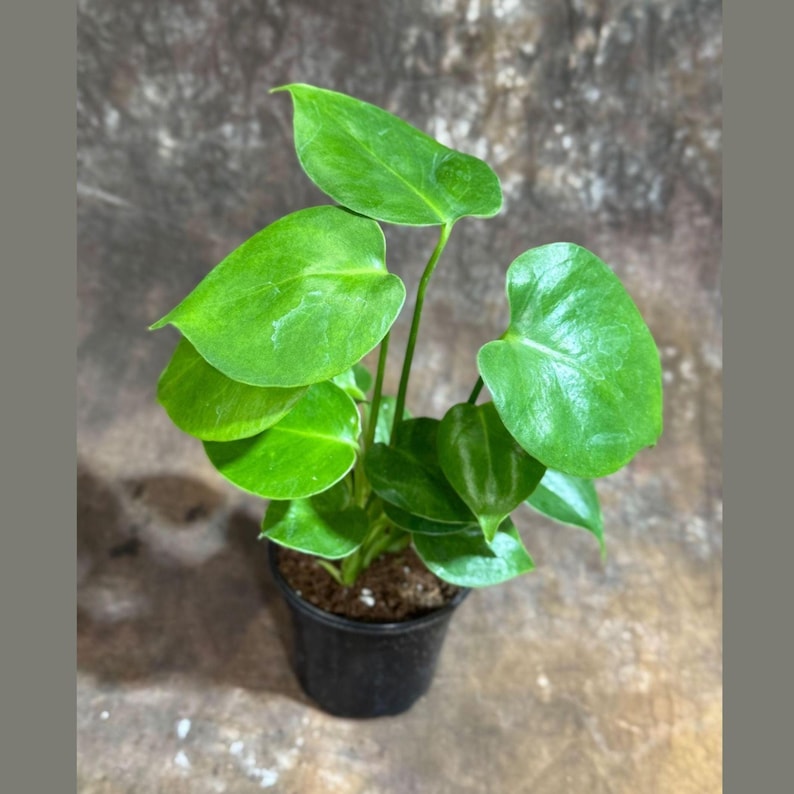 Monstera Deliciosa Plant in 4" Pot - Swiss Cheese Plant - Easy Care Tropical Houseplant - Low Light Indoor Plant
