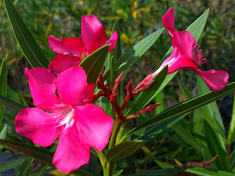 Oleander Plant - 4 Inch Starter Size - Calypso Variety with Hot Pink Flowers - Nerium oleander - Salt Tolerant Semi-Tropical Plant