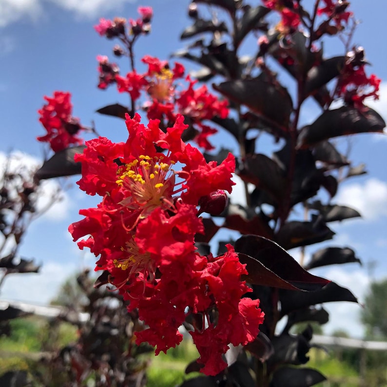 Crapemyrtle Plant - Starter Size - Ebony Embers Red Flowering with Purple Black Foliage - Largerstroemia indica Ebony Embers