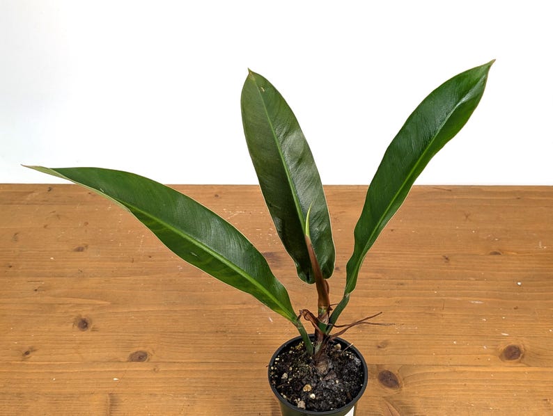 Philodendron Ruizii Plant in 4" Pot - Rare Narrow Leaf Variety, P. ruizii, Ideal for Hanging Baskets or Moss Pole Support