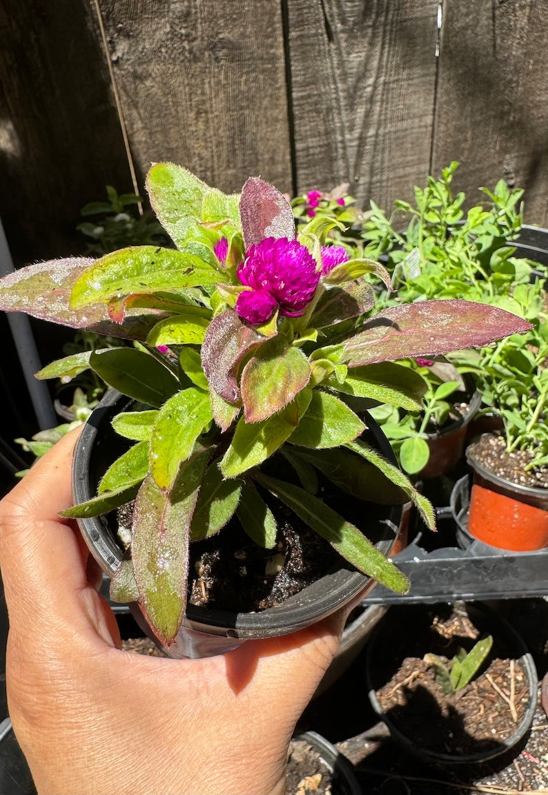 Gomphrena Globosa Plant - 4 Inch Pot - Purple Variety - Easy Care Annual Flower - Colorful Garden Accent